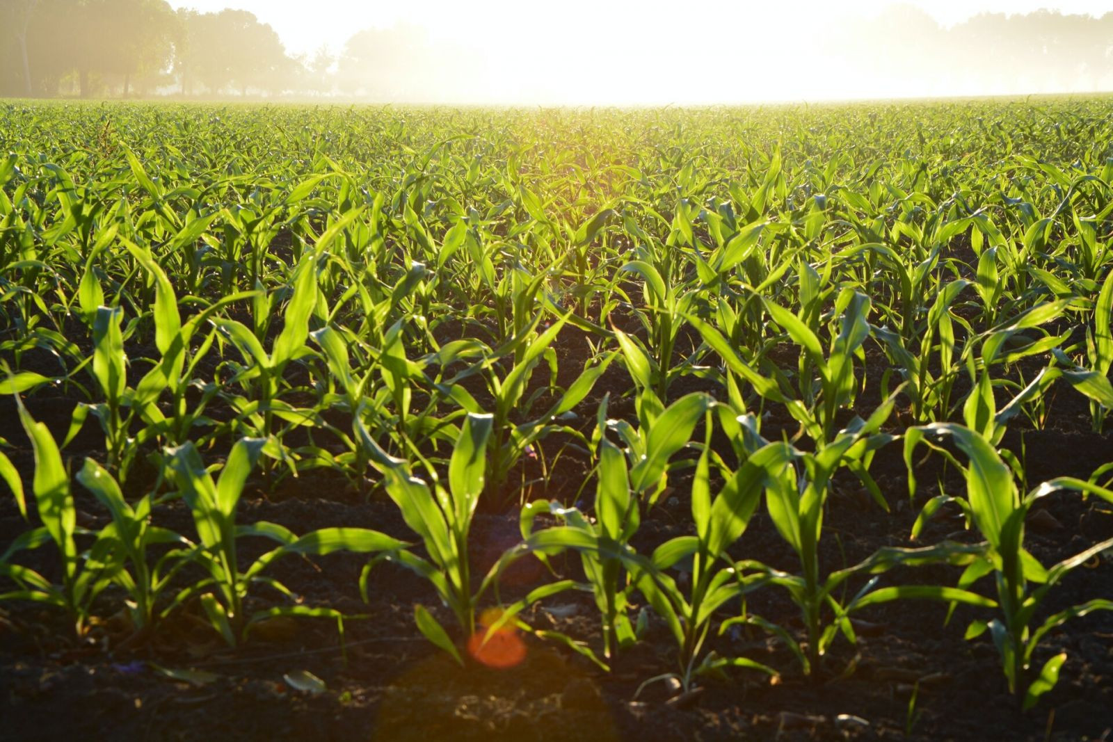 Evapotranspiraci N La Clave Para Una Agricultura Sostenible